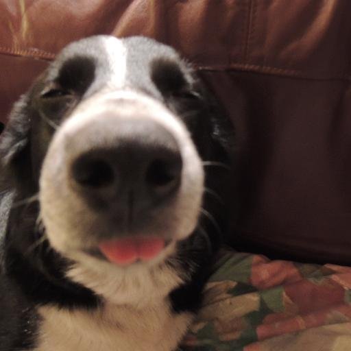 inkelectric's profile picture. Hater of anti-Semites. Also hate witch hunts, pressing and murderers of Giles Corey. Love my collie and Nathaniel Hawthorne