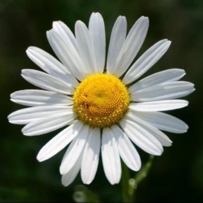 mariaevans1555's profile picture. 