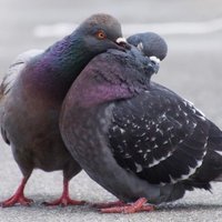 匿名鳩 (@kzks54) 's Twitter Profile