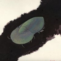 田中順也@古生物のしたたかな生き方 (@tanituki) 's Twitter Profile