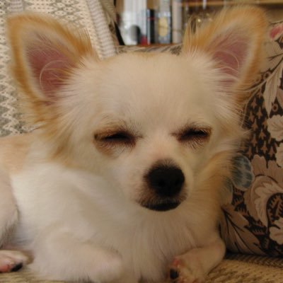 szkensteiger's profile picture. 