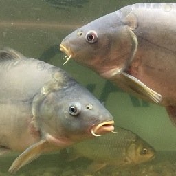 Fishing venues throughout Lancashire - Fisheries, Lakes, Rivers, Canals & Sea Angling, a few fishing ideas, tackle shops and Angling Clubs. Love Fishing.