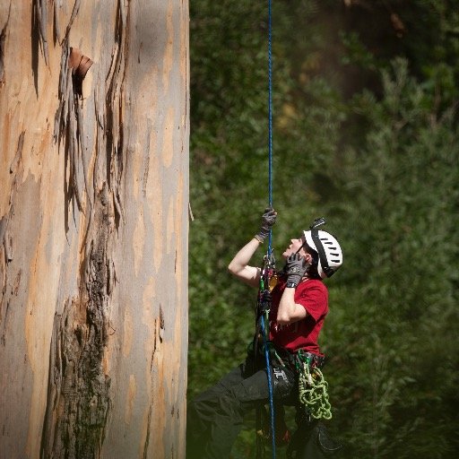 Tree Climber. Zoologist. Level 3 Industrial Abseiler. Combining climbing with science and research to explore forests worldwide. Co-founder @canopycamp