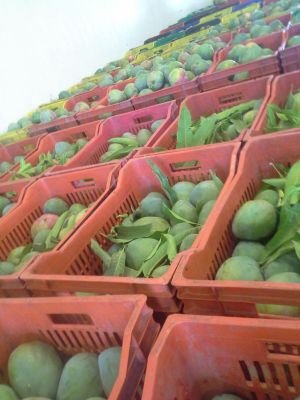 abosife22's profile picture. benchaikhe fruits