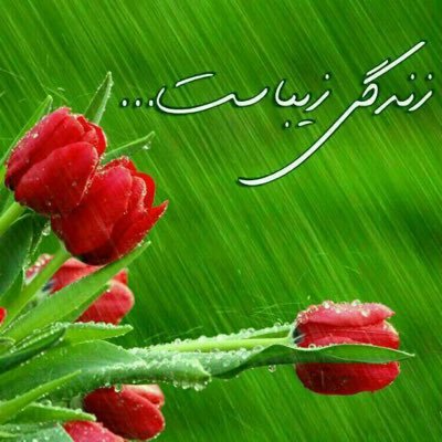 ali531kaapi's profile picture. 