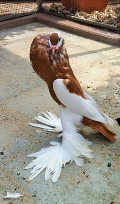 KalyanGowda2's profile picture. 