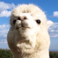 カルアパ (@lawyer_alpaca) Twitter profile photo