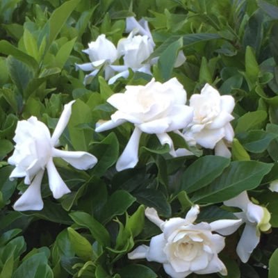 spadyguidance's profile picture.