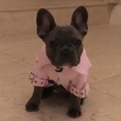 Gracie The Frenchie