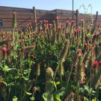 Collierville Middle Agri-STEM (@cms_garden) 's Twitter Profile