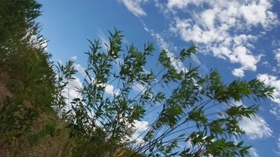 IsaiahMugambi10's profile picture. natural