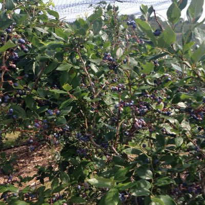 Tweets for those living in and around Pittsburgh interested in eating locally grown and produced food.
