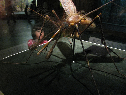 Just the everyday thoughts of a mosquito trapped in the American Museum of Natural History