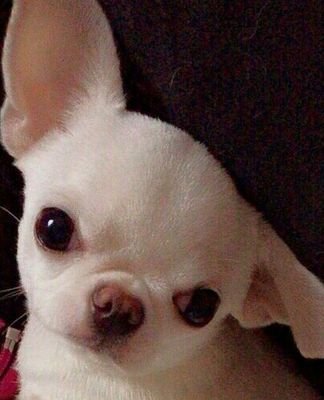 ponop1209's profile picture. 毎日笑って楽しく暮らしたい😊

ペットはチワワのぽの

いちごレトロという、レトロかわいい、オリジナルのポーセラーツの食器販売中

【委託販売】立川　若葉ケヤキモール　ふれあいマーケット

【ワークショップ】やくしの学び　町田薬師池公園西園
【ONLINE】BASE