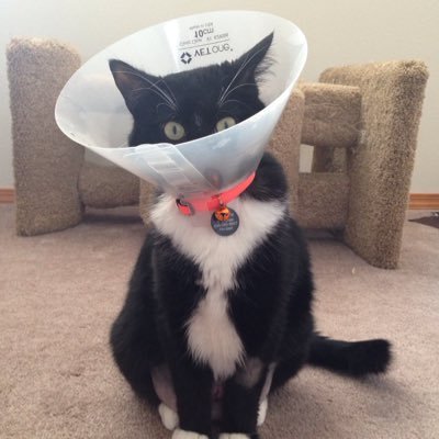 I love my cats, and maybe a few people.