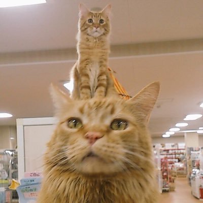 チャリス 猫専門店キャットハウスみゅーみゅー 55charis Twitter チャリス 猫専門店キャットハウスみゅーみゅー 55charis Twitter