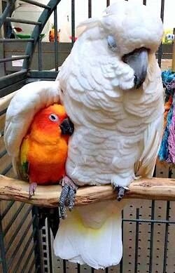 Opinions are my own, Parrots and feathered creatures welcome.