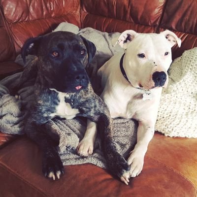 Rescue Dogs | Staffies | Gordon is Deaf
