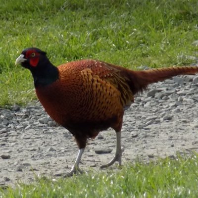 beaglegaby's profile picture. 