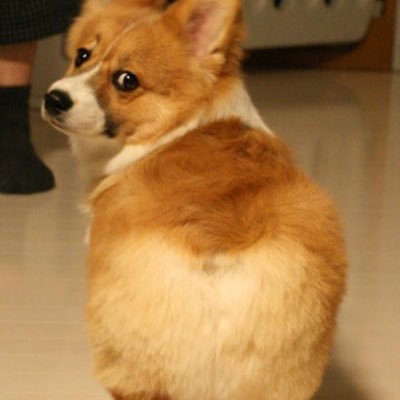 We hope that you can really take your dog to the pound after seeing all of the hot models we have to offer.