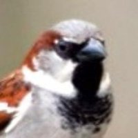 Save The Sparrow (@savesparrows) 's Twitter Profile