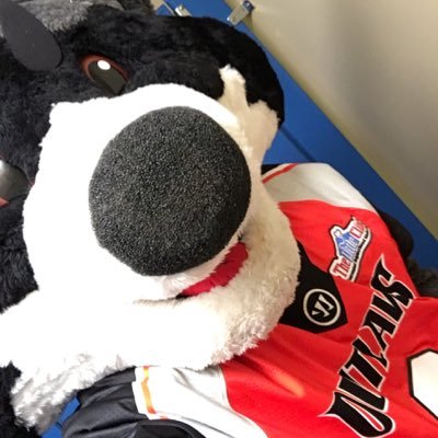 StixtheOutlaw's profile picture. Denver Outlaws Mascot. Lacrosse Pro. The best raccoon in the land. #OutlawsNation #laxislife