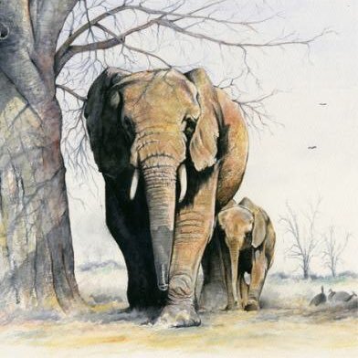 African wildlife artist Simon Stevenson. Sketches in Pastels, paintings in Tea and Ochre and sketches in Chalk and Charcoal. Art from the African bush.