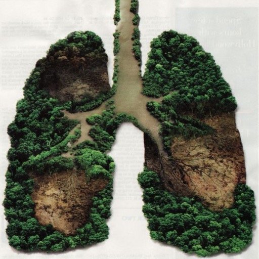 Aims for forest conservation rather than farmland expansion, forests are the lungs of the planet, protect them #thbio