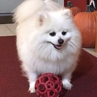 Chenzho (@realchenzho) 's Twitter Profile