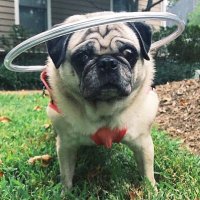 Lady Puggington (@ladypuggington) 's Twitter Profile