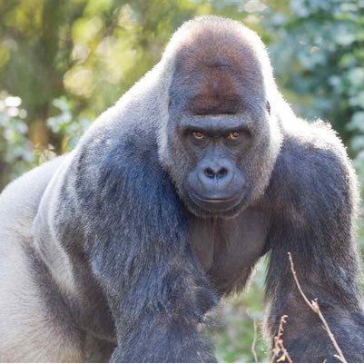 PhilipGorley's profile picture. 