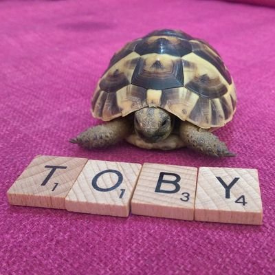 My name is Tobious Torticus, but most people call me Toby! I am a baby Mediterranean Spur-Thighed Tortoise and I live in Folkestone, Kent! #TortoiseLife