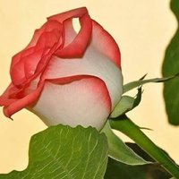 annachi (@chandrankumar32) 's Twitter Profile