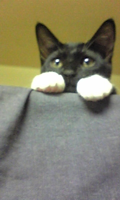 ねこが大好き♪
TOPは最近引き取った靴下猫ちゃんです。名前はピアノちゃんといいます。
毎日萌え死んでいます。
はあ~かわええ♪