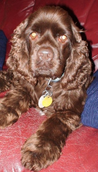 phish Grateful Dead cocker spaniels golden retrievers