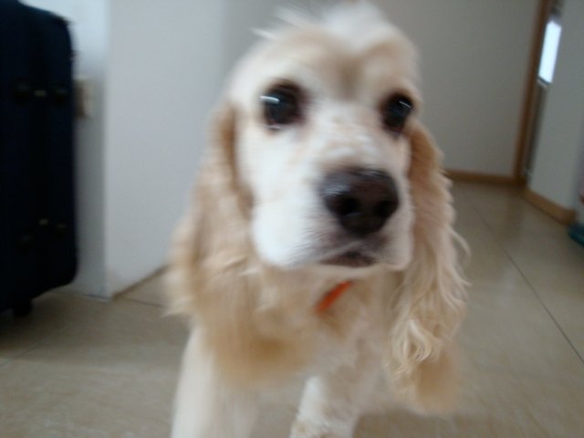 Yoplin's profile picture. Gobo.Guayaquil.Geek.Guitar.