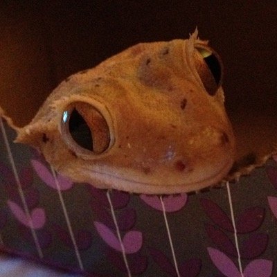 Buckscaper's profile picture. Small biz owner. Bit of a nerd. Bit of a geek. Dollyrots fan. Like tech & scifi.