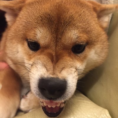 48T6Shibatarou's profile image