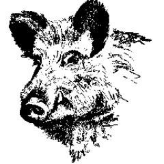 FriendlyBoar Profile Picture