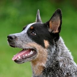 heelersbot Profile Picture