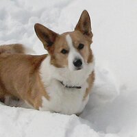 Jack Carlson 🐀 (@dashrantic) 's Twitter Profile Photo