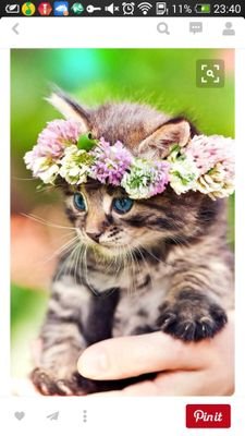 albertzhang26's profile picture. 