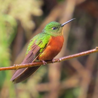 Birder, moth trapper, interested in most things that fly, likes to travel