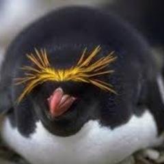 funnyfatman's profile picture. 