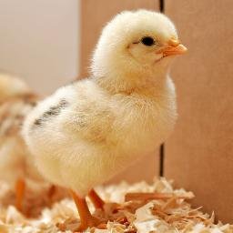 savethechicken3's profile picture. We are a group of students taking Writing 39C at the University of California, Irvine advocating against the cruelty of chickens in factory farms.