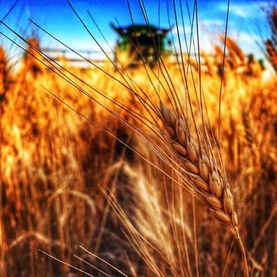 MaitlandFoods's profile picture. Aspire to inspire before we expire.