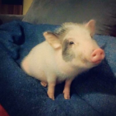 Hello, I'm Keks. A German Minipig and I will show  you my life, oink!