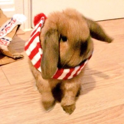 Just a simple rabbit tweeting about my daily life. Views and opinions are all my own. I Love Carrots