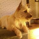 Ralph Bingham - @librarytechguy - Twitter