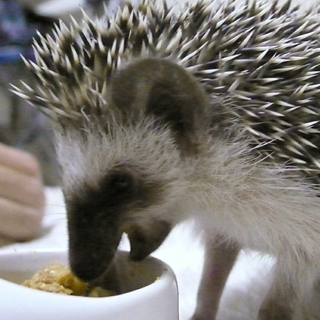 yattoco's profile picture. フリーランスでWeb制作やってます。